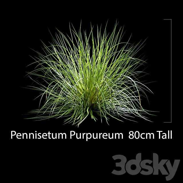 Pennisetum Purpureum 3D Model