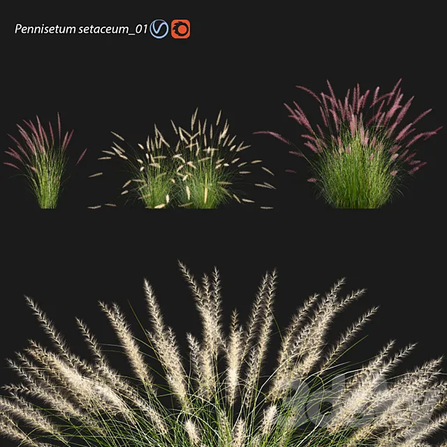 Pennisetum setaceum_01 3D Model