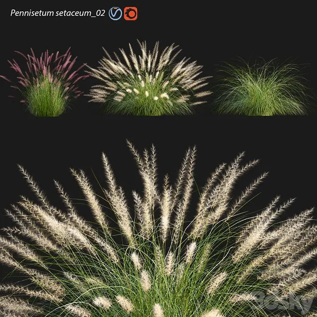 Pennisetum setaceum_02 3D Model
