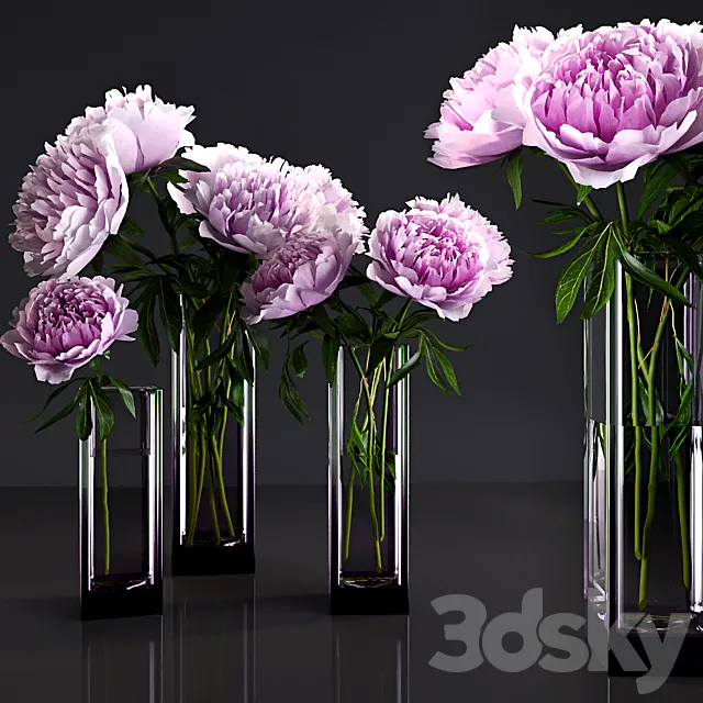 Peonies 3DModel