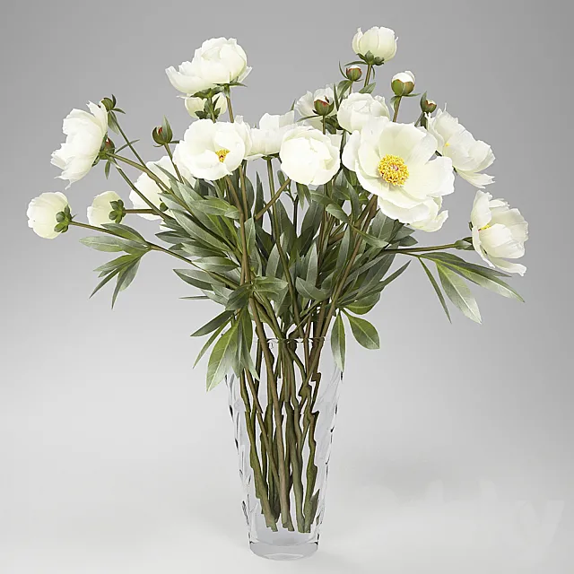 Peonies 3DModel