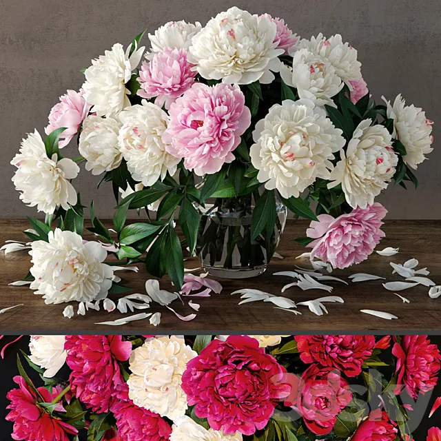 Peonies 3DModel