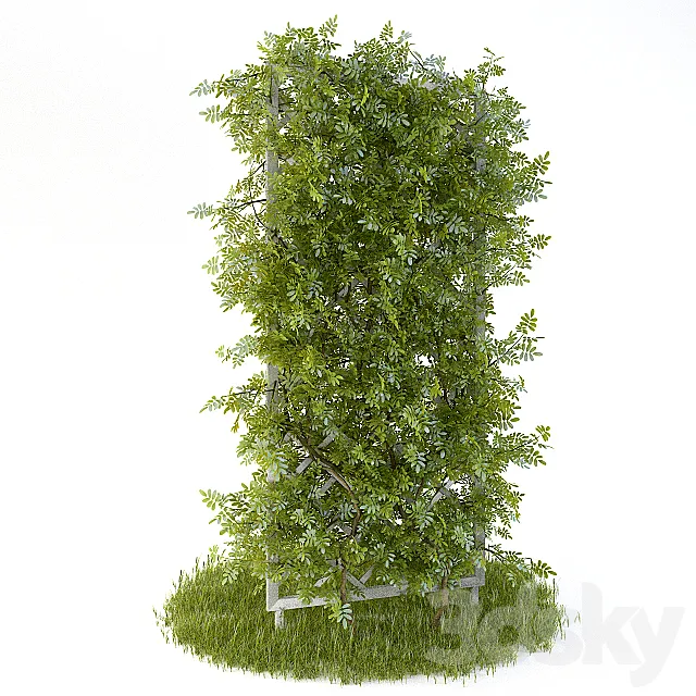 Perennial climbing plant for the garden 3DModel