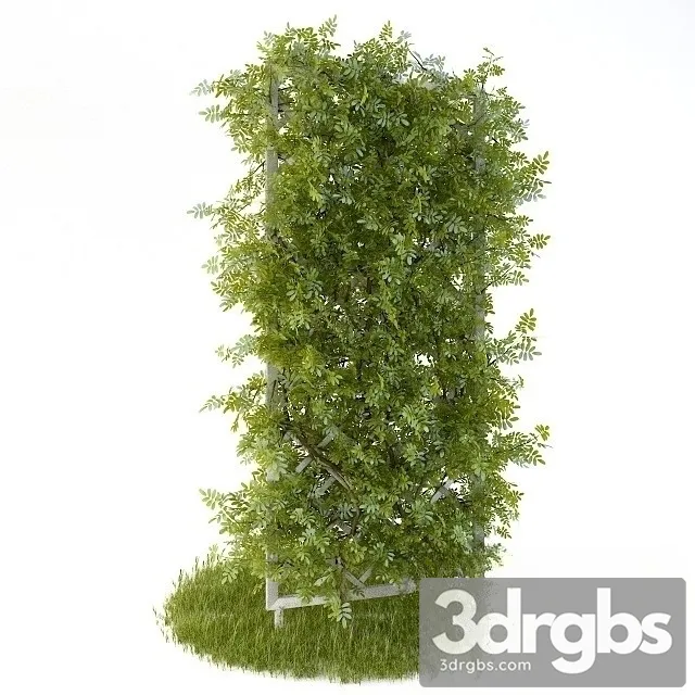 Perennial Climbing Plant Garden 3D Model Free
