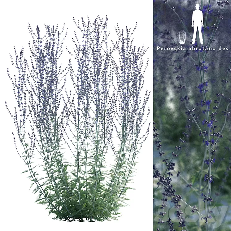 Perovsky wormwood | Perovskia abrotanoides 3D Model