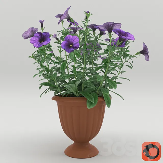 Petunia in a flower pot 3DModel