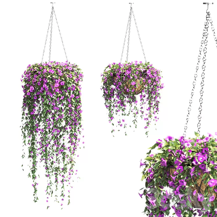 Petunia in hanging pots. 2 models 3D Model