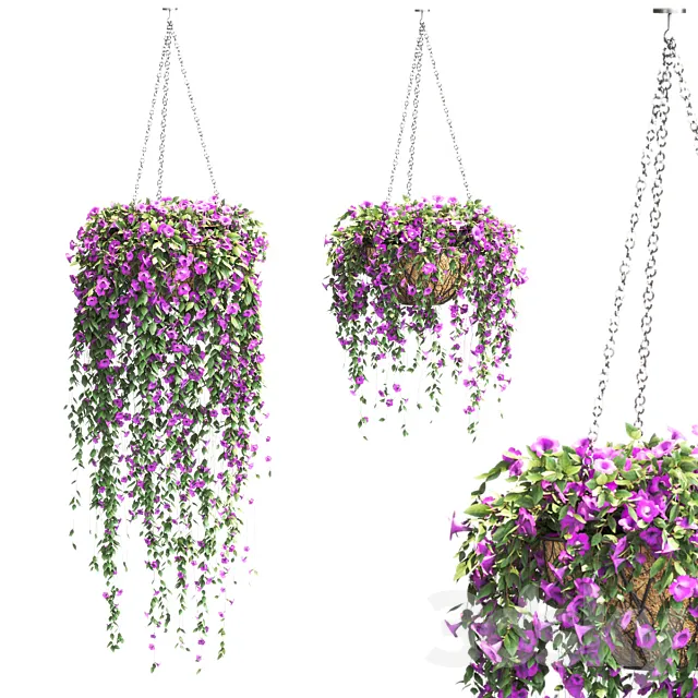 Petunia in hanging pots. 2 models 3DModel