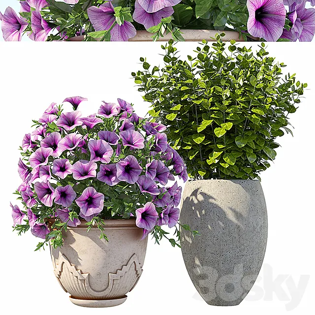 Petunia with bushes 3DModel