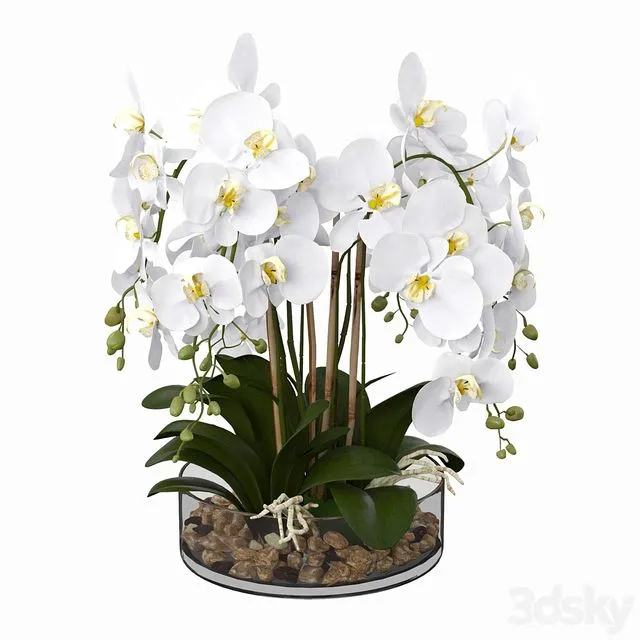 Phalaenopsis orchid 3D Model
