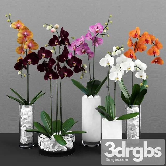 Phalaenopsis Orchids Set 3D Model Free