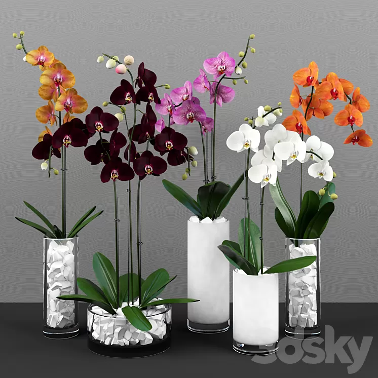 Phalaenopsis orchids set 3D Model