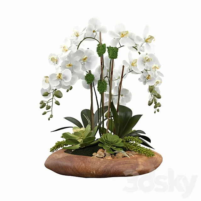 Phalaenopsis Silk Orchids 3DModel