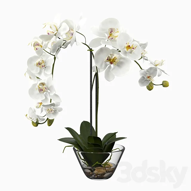 Phalaenopsis Silk White Orchid in Glass Vase 3D Model