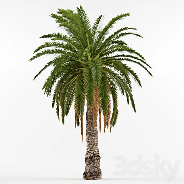 Phenicus Canary _ Phoenix Canariensis 3DModel