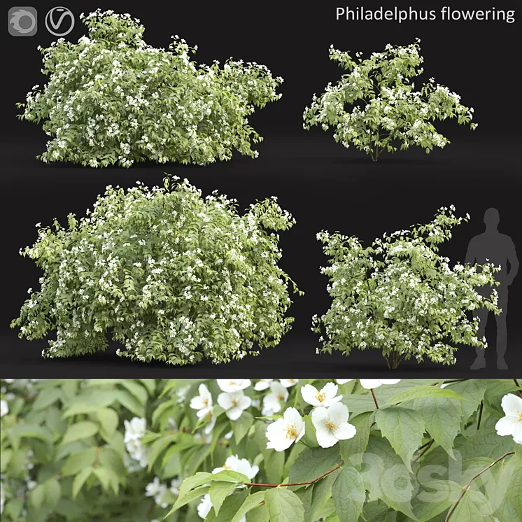Philadelphus 3D Model Free