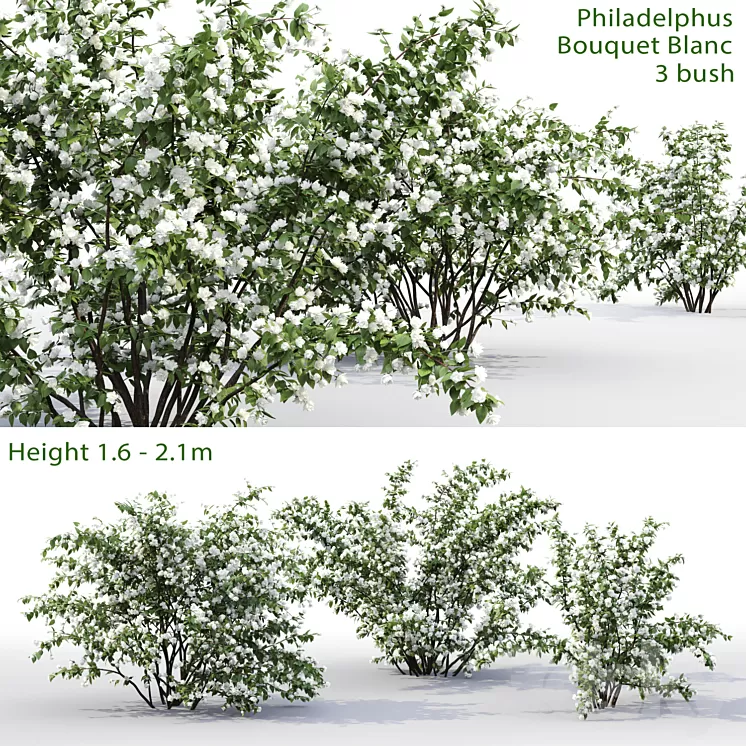 Philadelphus Bouquet Blanc # 1 | Jasmine 3D Model