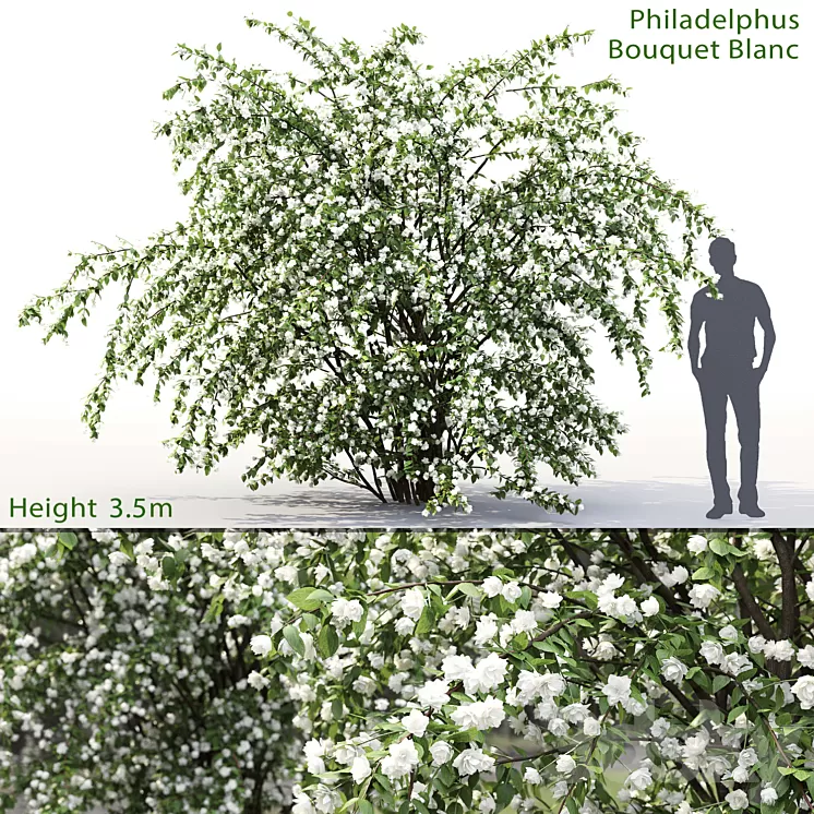 Philadelphus Bouquet Blanc # 2 | Jasmine 3D Model