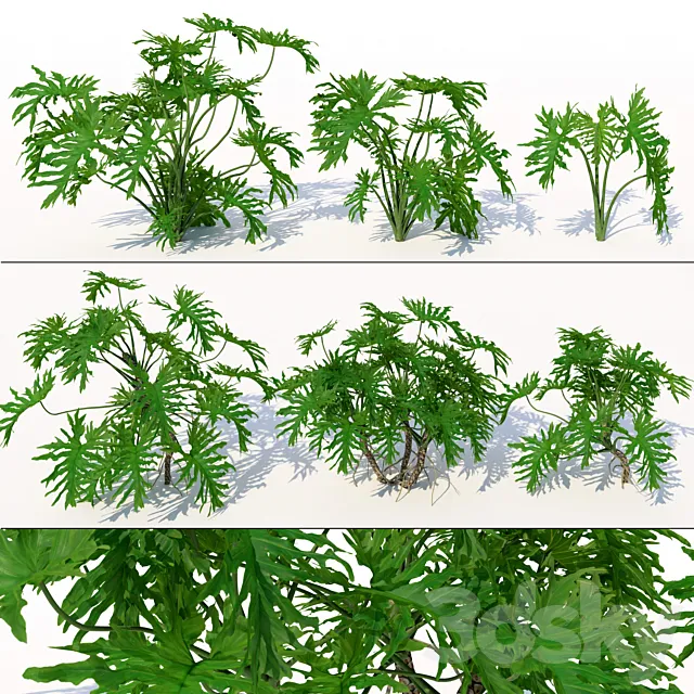 Philodendron 3D Model