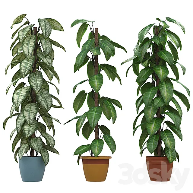Philodendron 3DModel