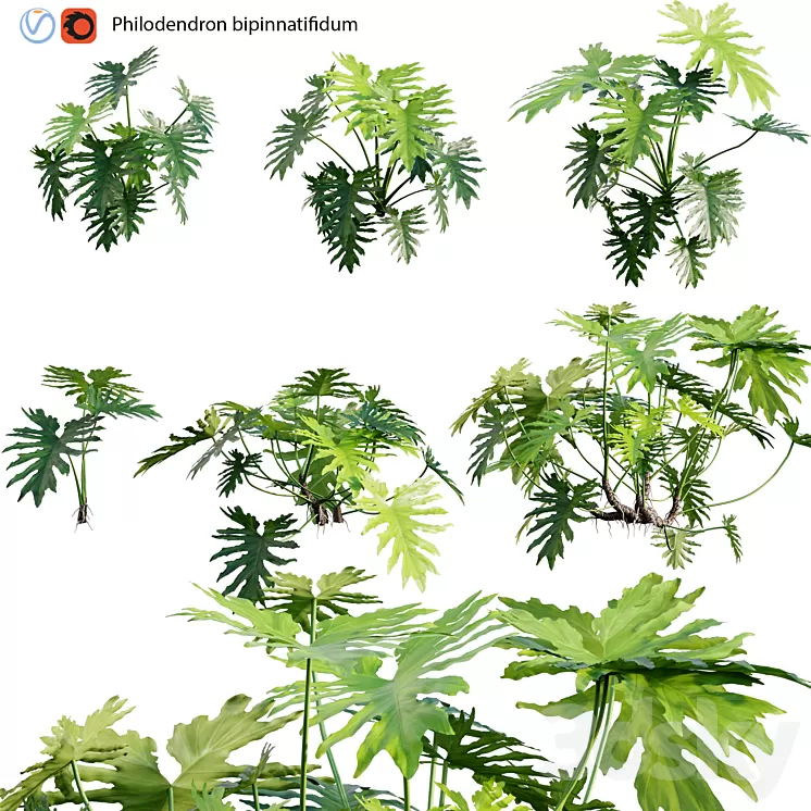 Philodendron bipinnatifidum - Philodendron selloum Split 02 3D Model