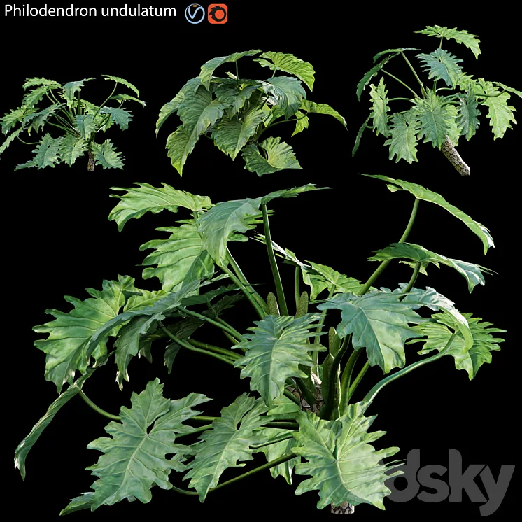 Philodendron undulatum - 02 3D Model Free