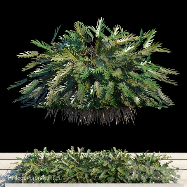 Philodendron Xanadu Exterior Kit 1 3D Model Free