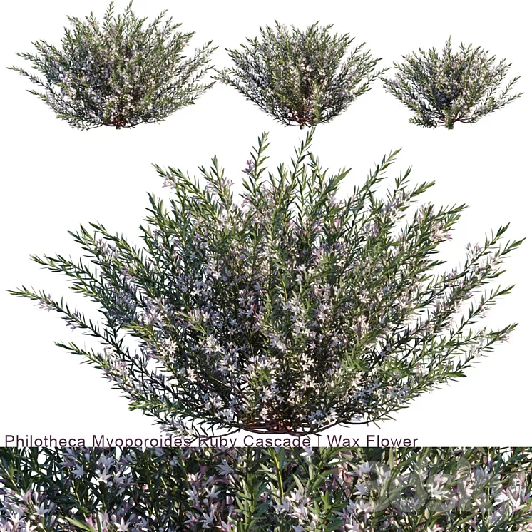 Philotheca Myoporoides Ruby Cascade | Wax Flower # 2 3D Model