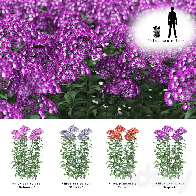Phlox minnow shrub | Phlox paniculata 3DModel