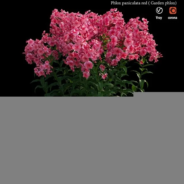 Phlox Paniculata Red 3D Model Free