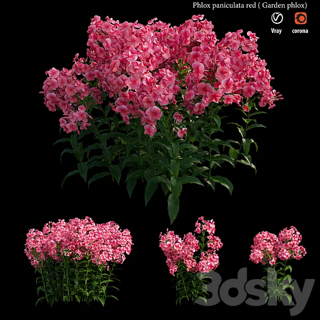 Phlox paniculata red 3D Model