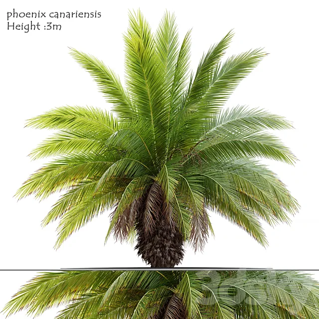 Phoenix canariensis 3D Model