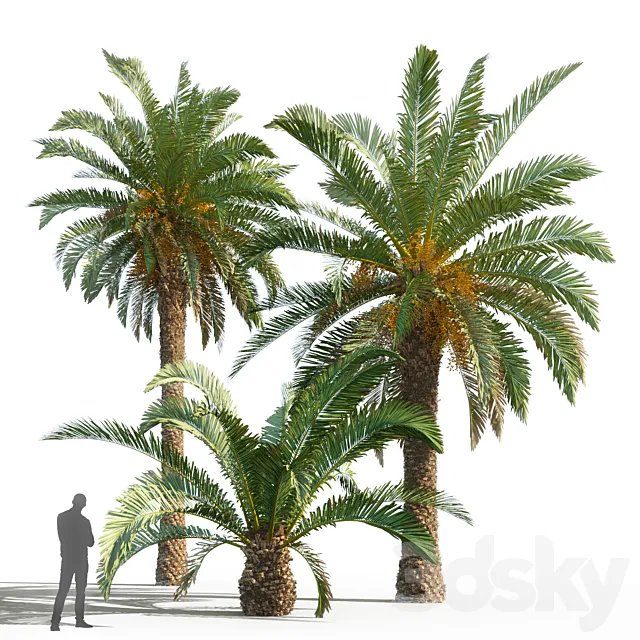 Phoenix canariensis (date canary) Free Download
