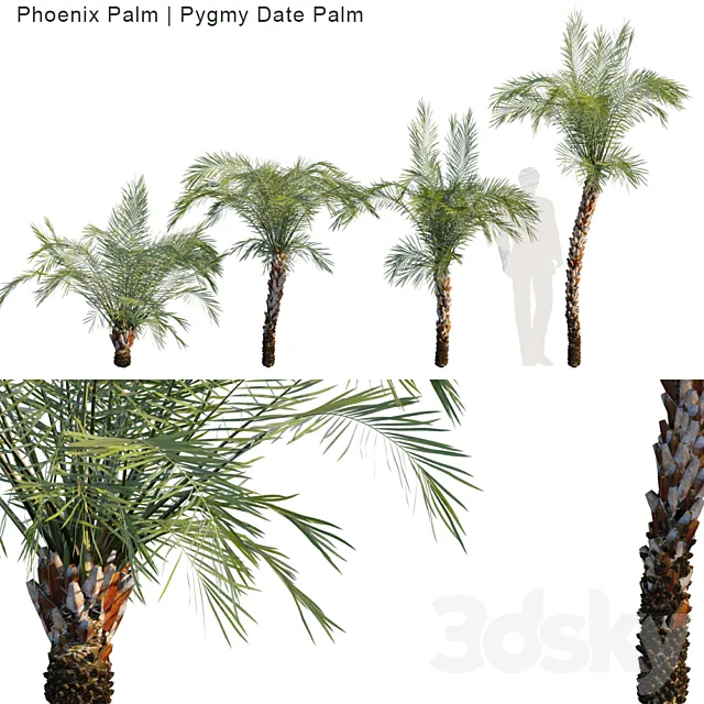 Phoenix Palm | Pygmy date palm 3D Model