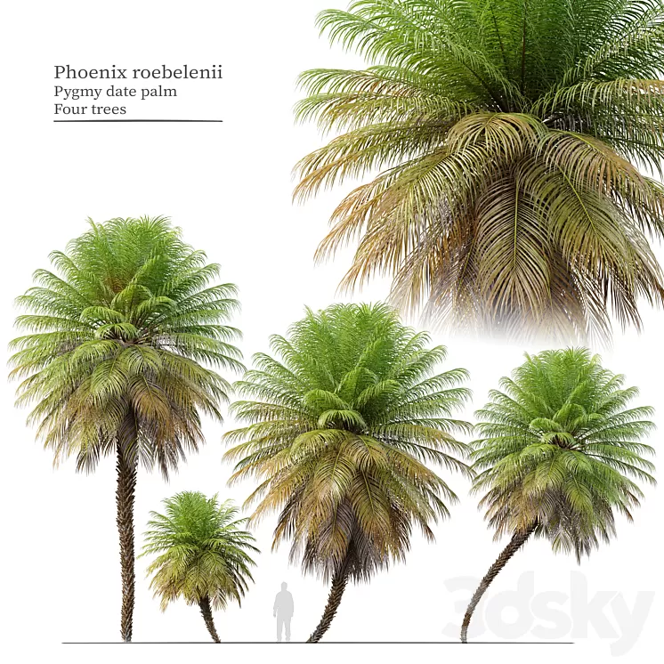 Phoenix roebelenii 3D Model Free