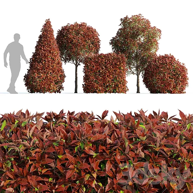 Photinia fraseri Red Robin (Photinia fraseri Red Robin) 3D Model