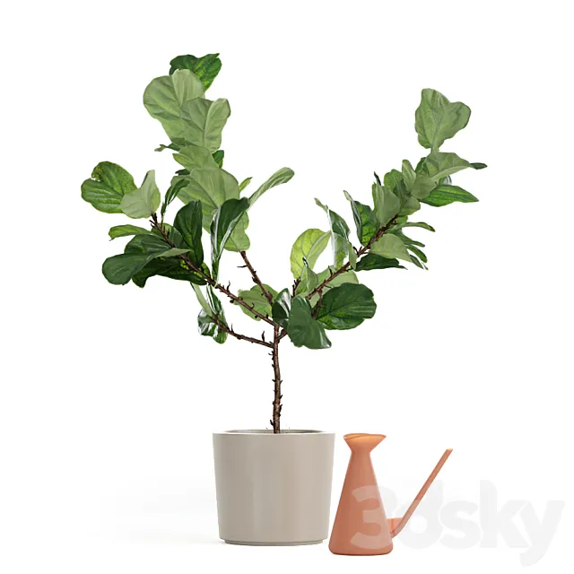 Photorealistic Ficus Lyrata pot 150cm 3D model 3DModel