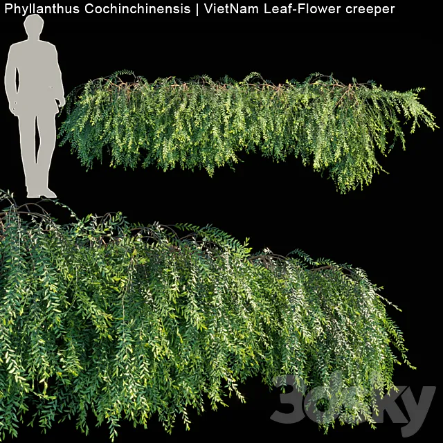 Phyllanthus Cochinchinensis | VietNam Leaf-Flower creeper 3DModel
