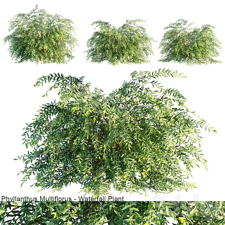 Phyllanthus Multiflorus | Waterfall plant 3D Model