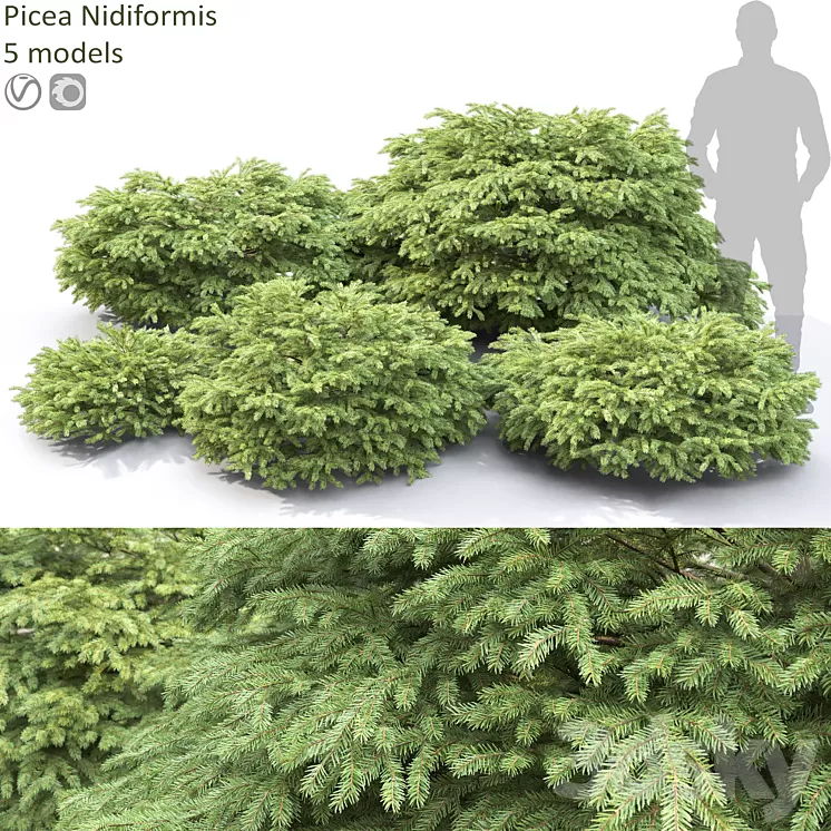 Picea 3D Model Free