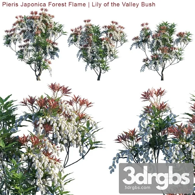 Pieris Japonica Forest Flame Lily Of The Valley Bush 3D Model Free