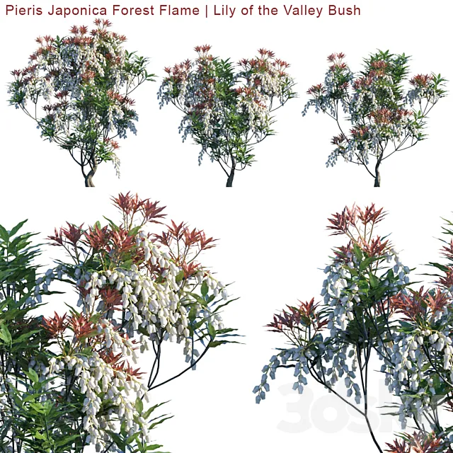 Pieris Japonica Forest Flame | Lily of the valley bush 3D Model