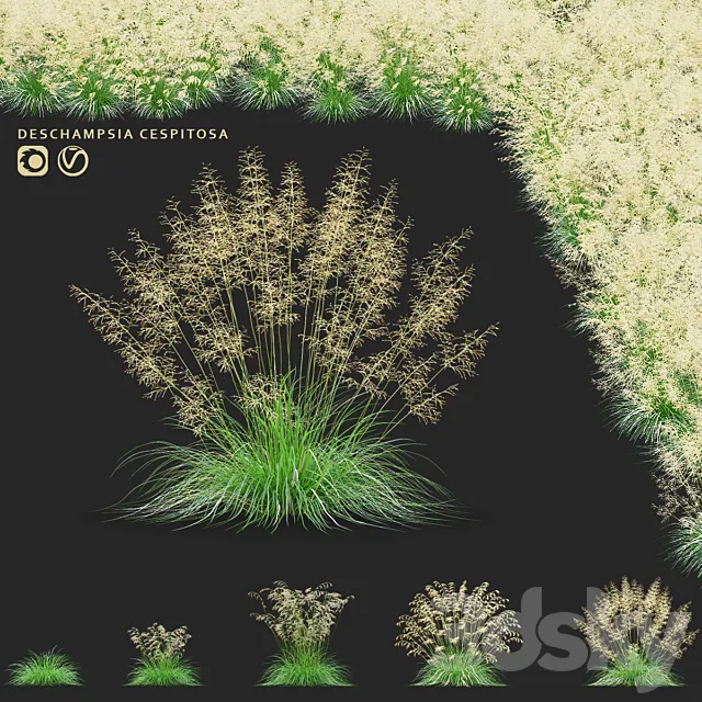 Pike soddy meadow | Deschampsia cespitosa 3D Model