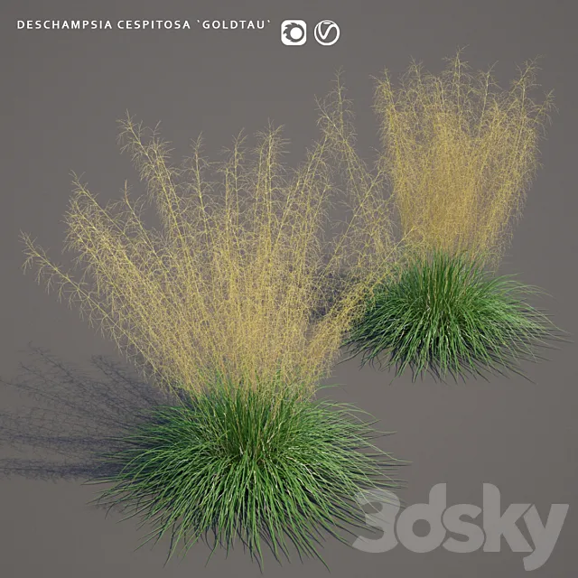 Pike turfy Lugovik | Deschampsia cespitosa goldtau 3D Model