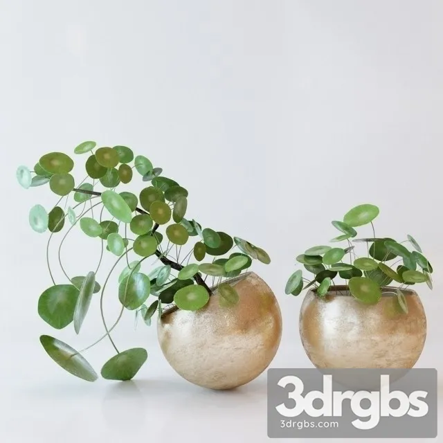 Pilea Peperomioides 3D Model Free