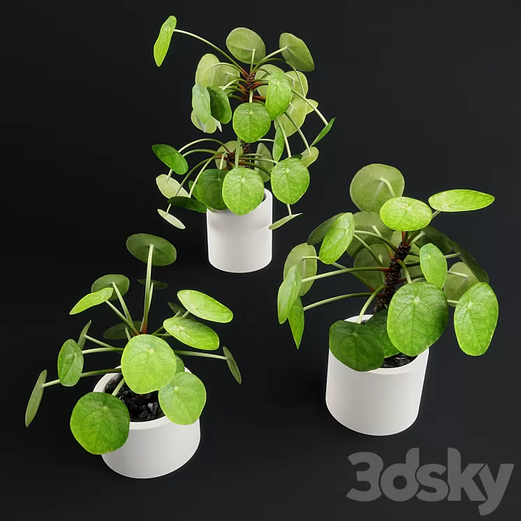 Pilea Peperomioides - Chinese money plant 3D Model
