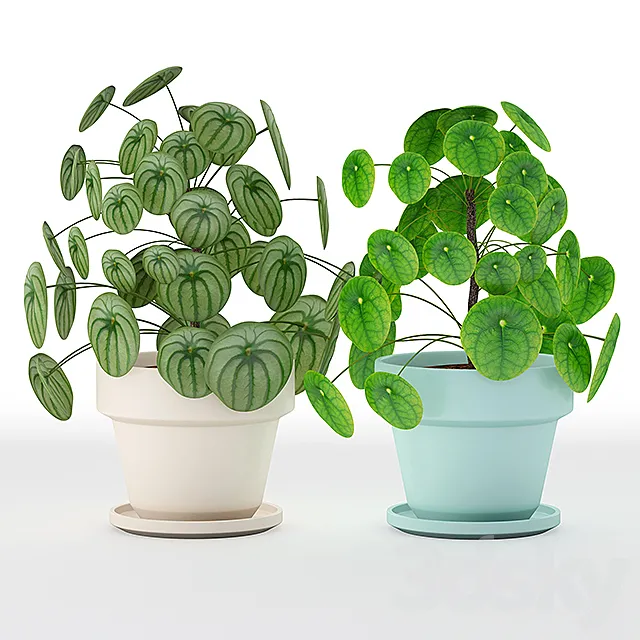 Pilea perperomioides 3DModel