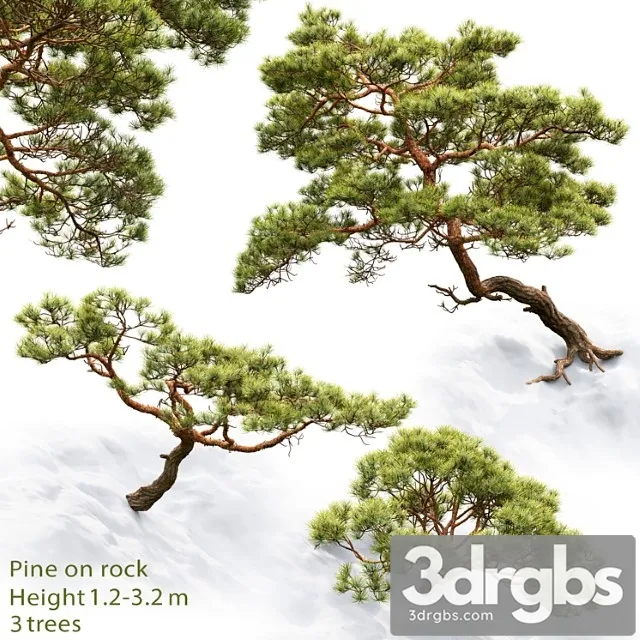 Pine 18 3D Model Free