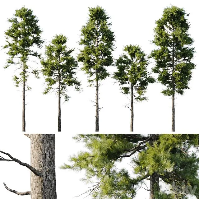 Pine 18m and 12m 3D Model