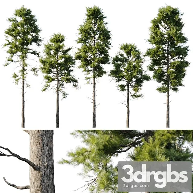 Pine 18m and 12m 3D Model Free